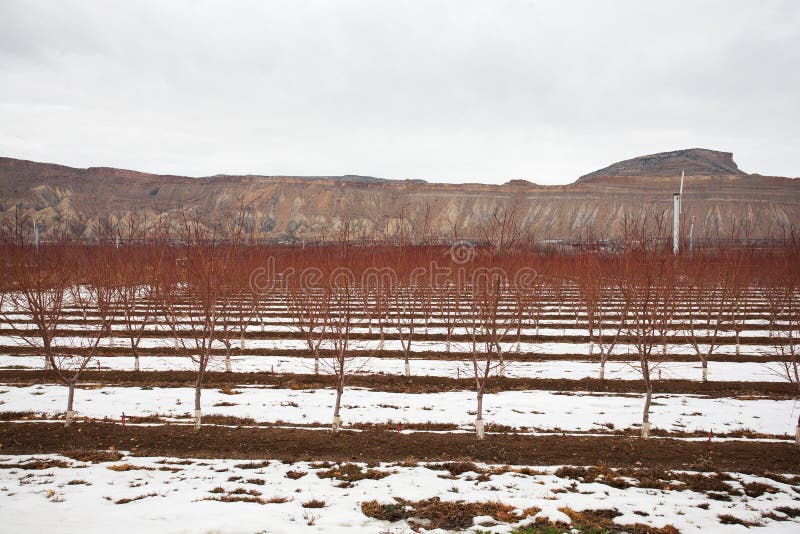 Peach tree during winter stock photo. Image of tree, fruita 76694580