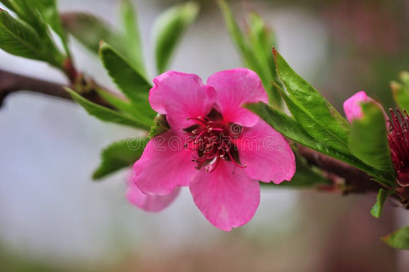 Peach Trees Bloom in Spring Stock Photo - Image of agriculture ...