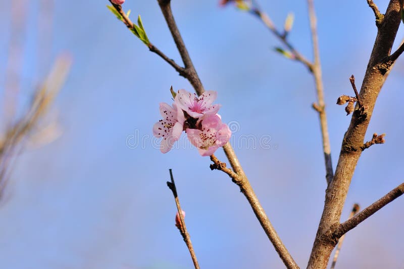 Peach Trees Bloom in Spring Stock Photo - Image of agriculture ...