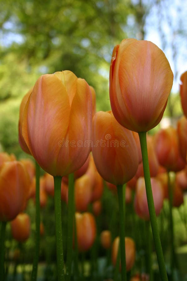 Peach colored tulips. Peach colored tulips