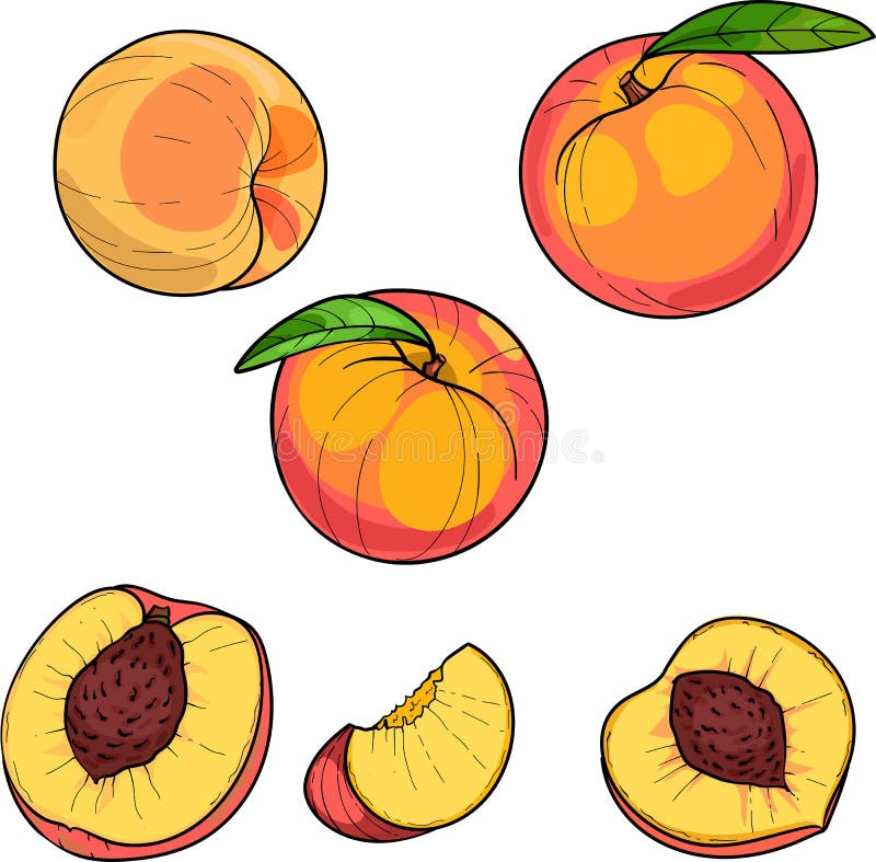 Peach Slices Drawing Stock Illustrations 246 Peach Slices Drawing