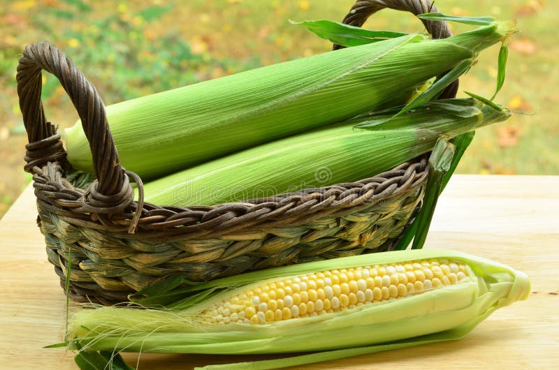 Peaches and Cream corn stock image. Image of horizontal 33343599