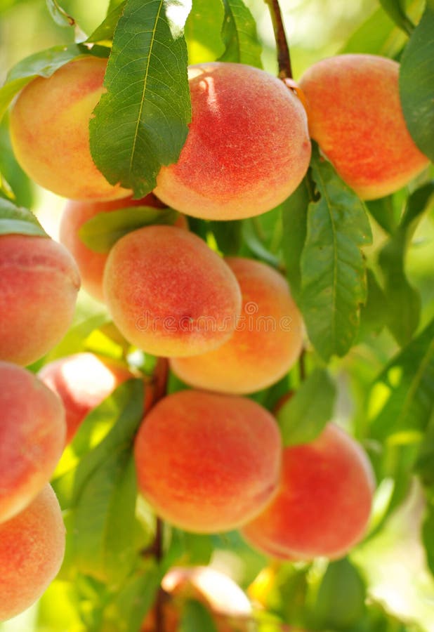 Peaches in the late summer stock photos Peaches in the late summer stock photos