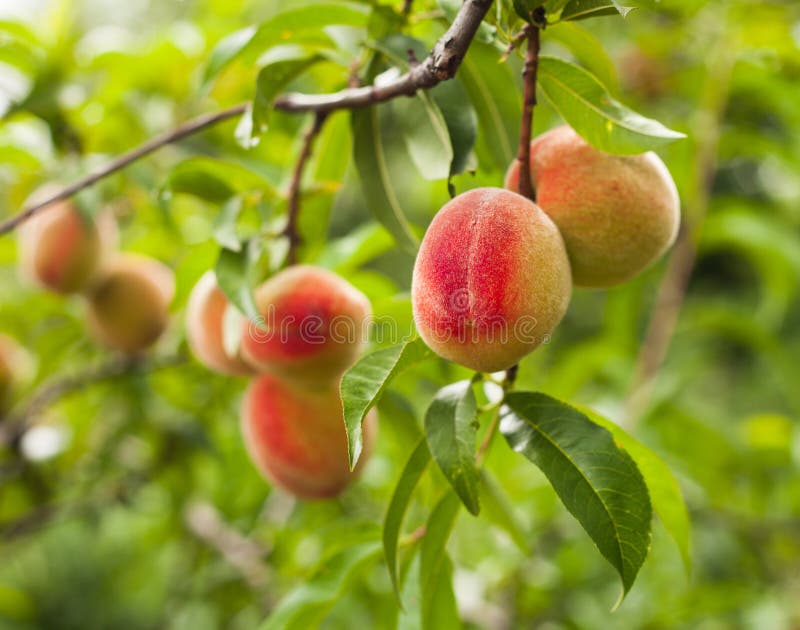 Peaches on a tree stock photo. Image of crop, agriculture 28843192