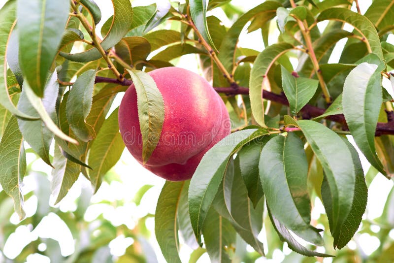 Peaches on tree stock photo. Image of outdoors, leaf 96939506