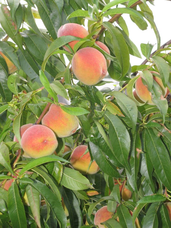 pixzee peach tree pixzee peach tree
