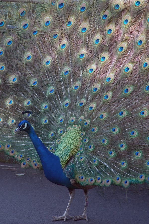 Pecock, The male was strutten his stuff for several females…