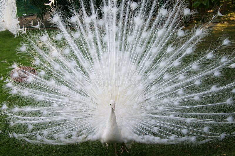 Peacock