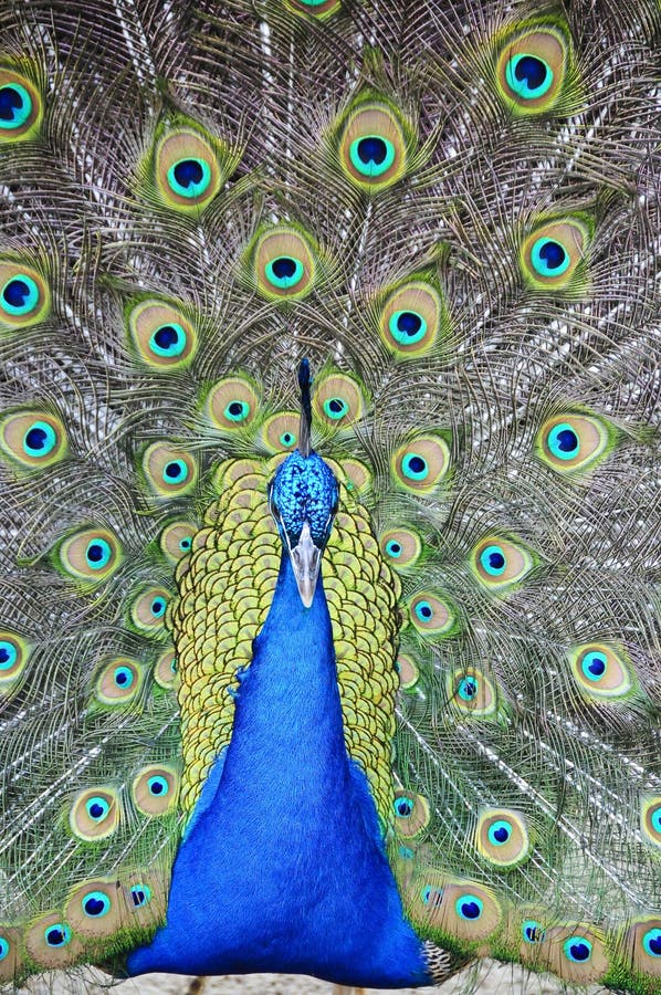 A male peacock showing off his tail feathers