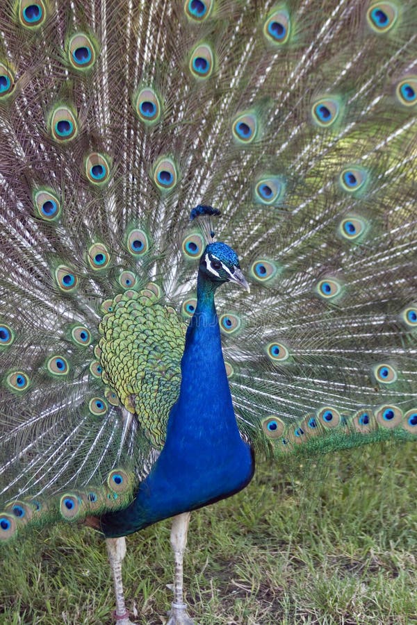 409 Peacock Legs Stock Photos - Free & Royalty-Free Stock Photos from