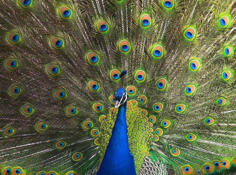 The peacock