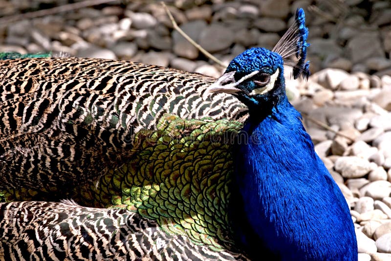 peacock στοκ εικόνα με δικαίωμα ελεύθερης χρήσης peacock στοκ εικόνα με δικαίωμα ελεύθερης χρήσης