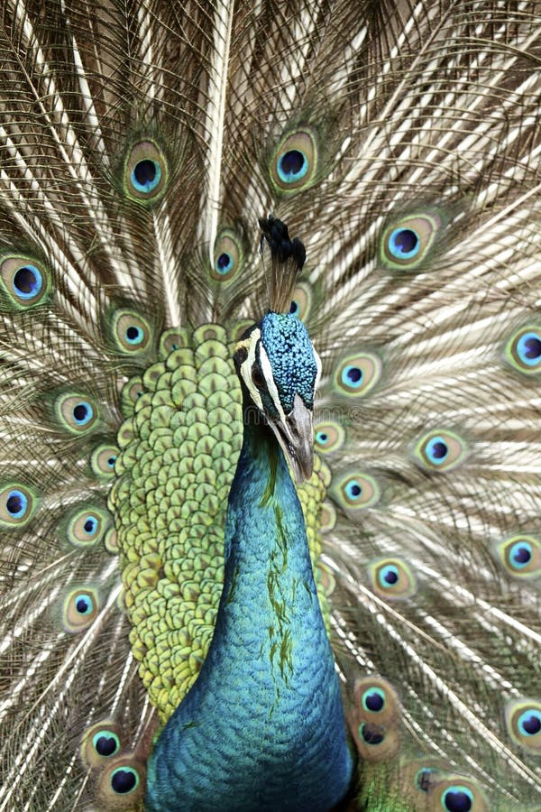 Peacock