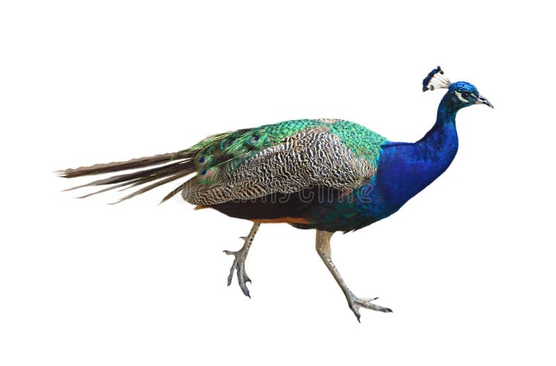 peacock peacock