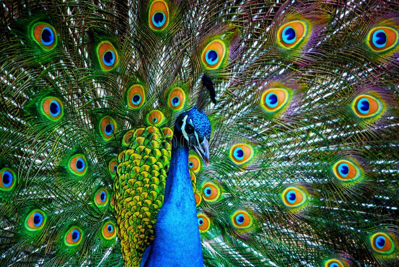 HD Peacock Wallpaper | Wallpapers, Backgrounds, Images, Art Photos. |  Peacock pictures, Peacock images, Animal wallpaper