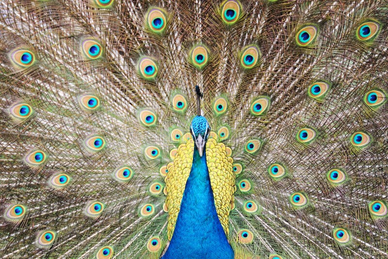 Peacock στοκ φωτογραφία με δικαίωμα ελεύθερης χρήσης