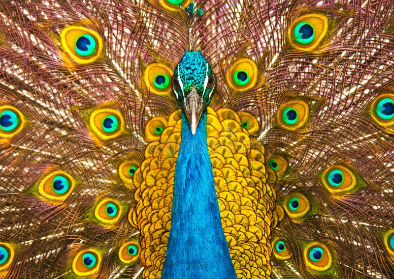 Peacock