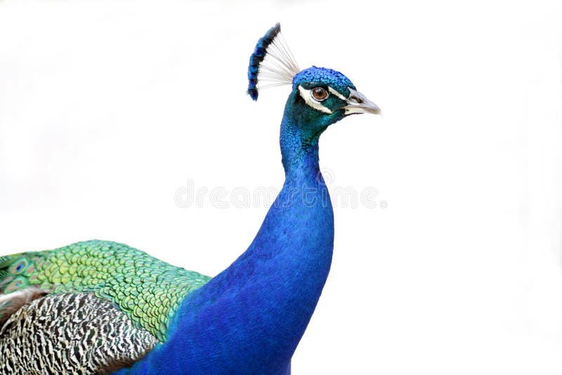 Peacock 2