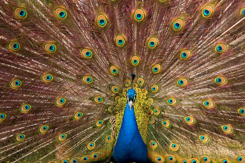 Peacock