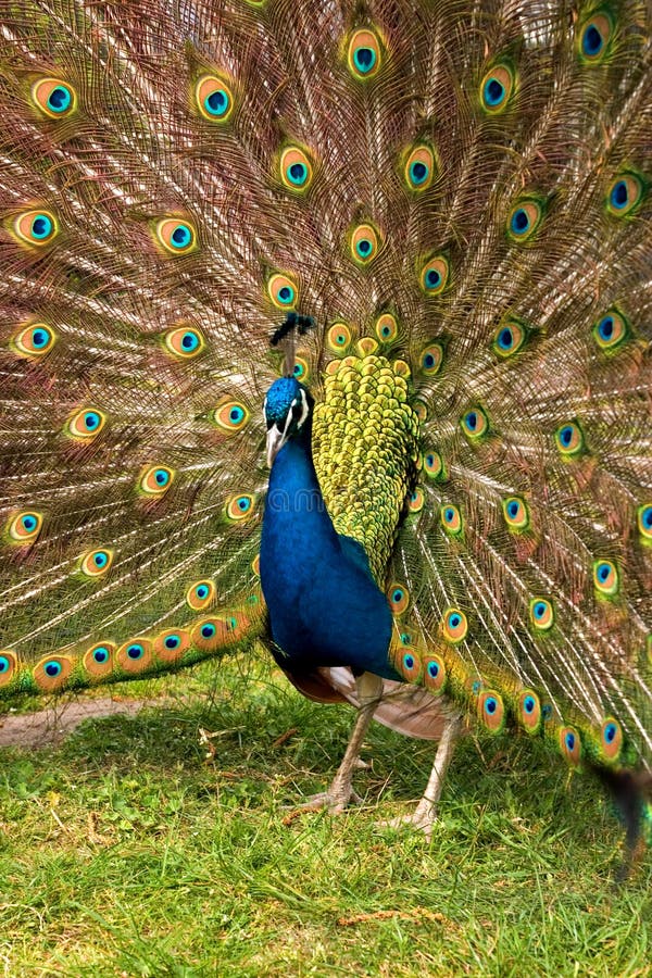 Peacock