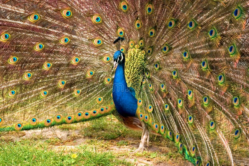 Peacock Free Stock Photos & Pictures, Peacock RoyaltyFree and Public Domain Images Dreamstime
