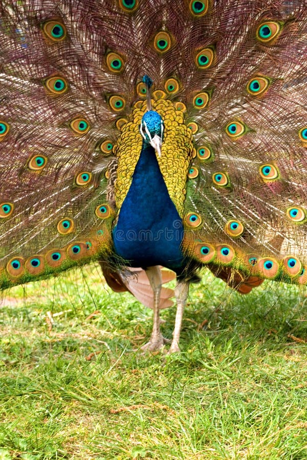 Male peacock showing his colorful tail