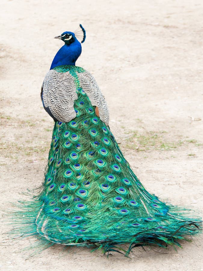 peacock peacock