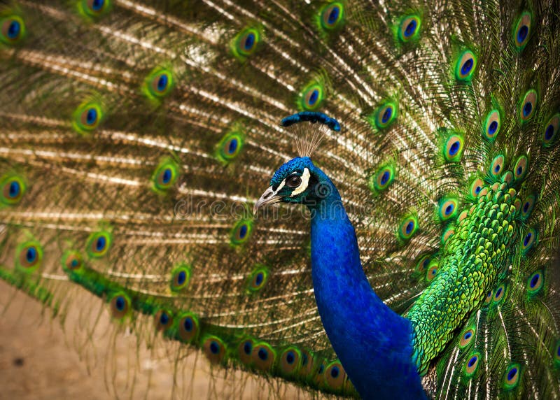 Peacock