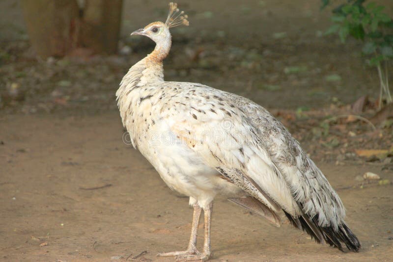 Peacock