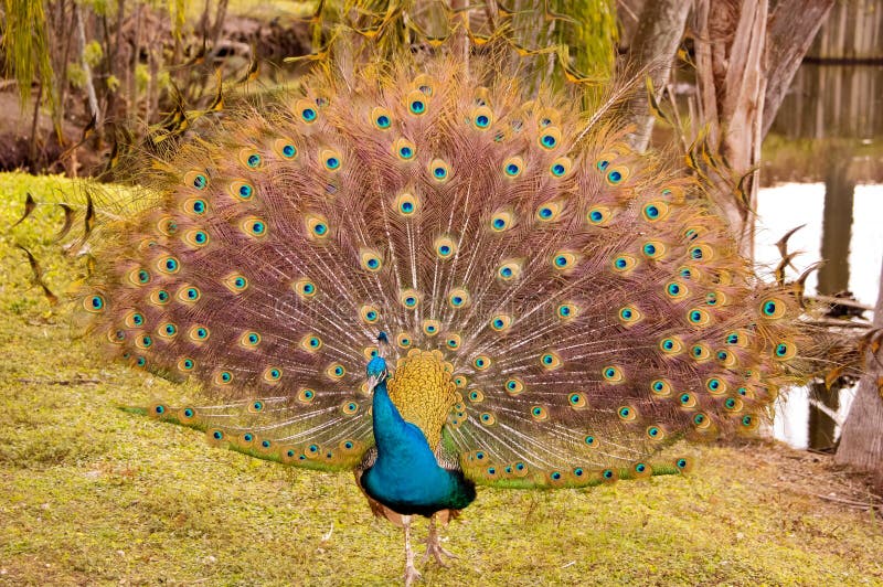 Peacock