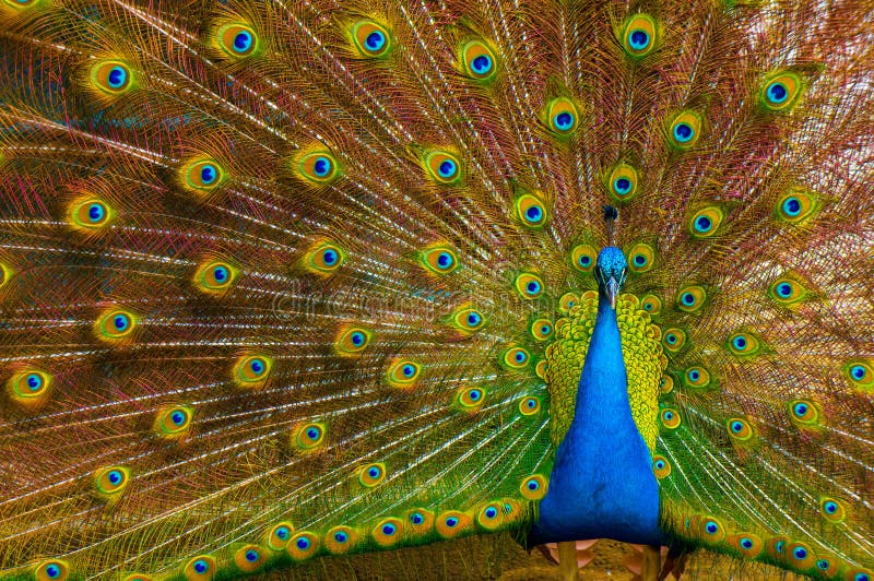 Peacock στοκ φωτογραφία