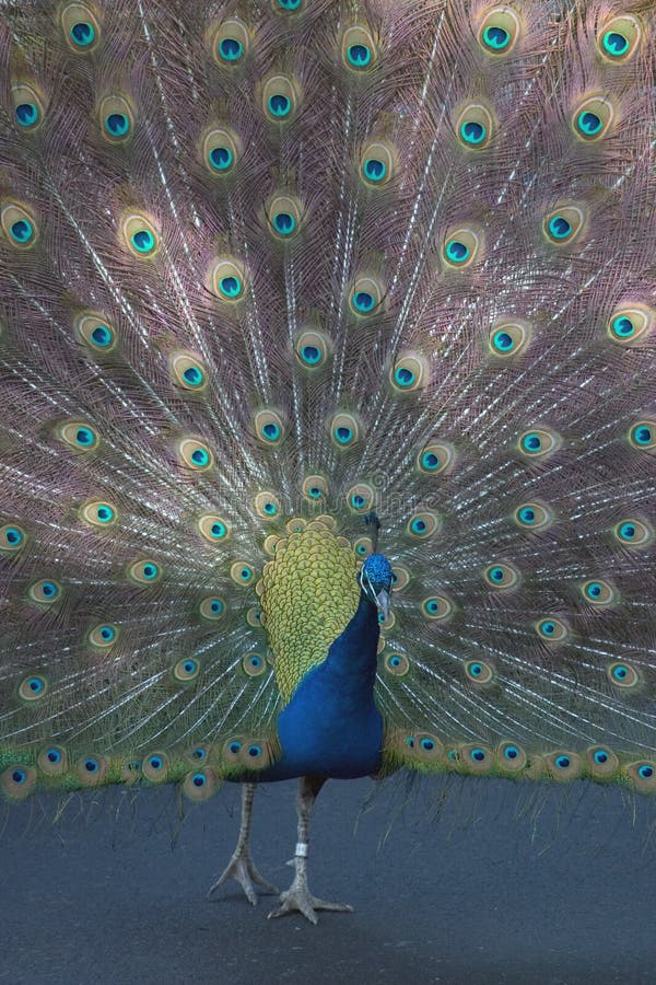 Peacock 4.