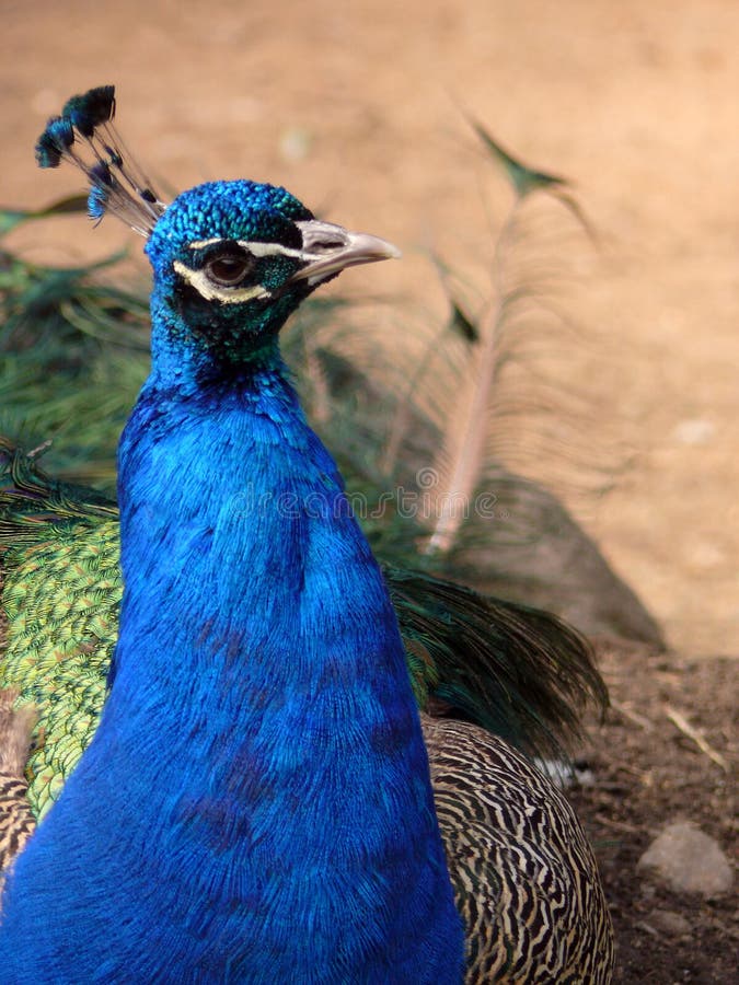 Peacock