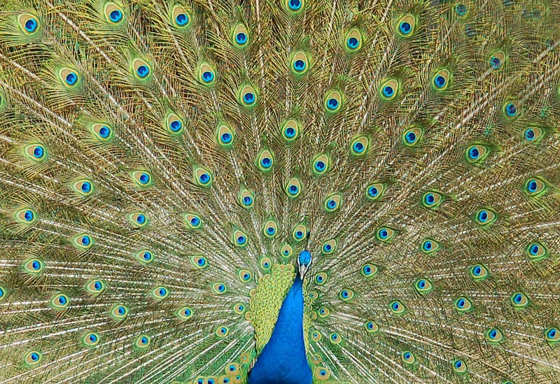 Peacock