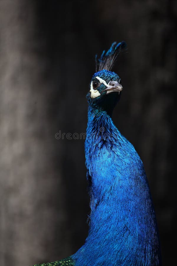 Peacock stock photos