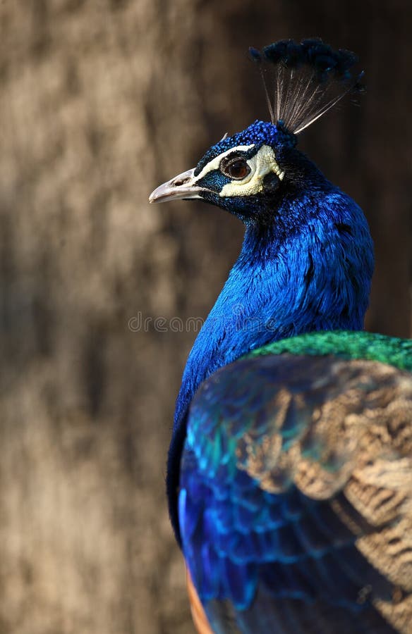 853 Golden Peacock Feather Stock Photos Free & RoyaltyFree Stock