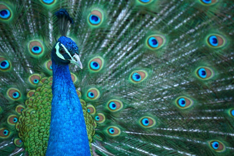 Peacock