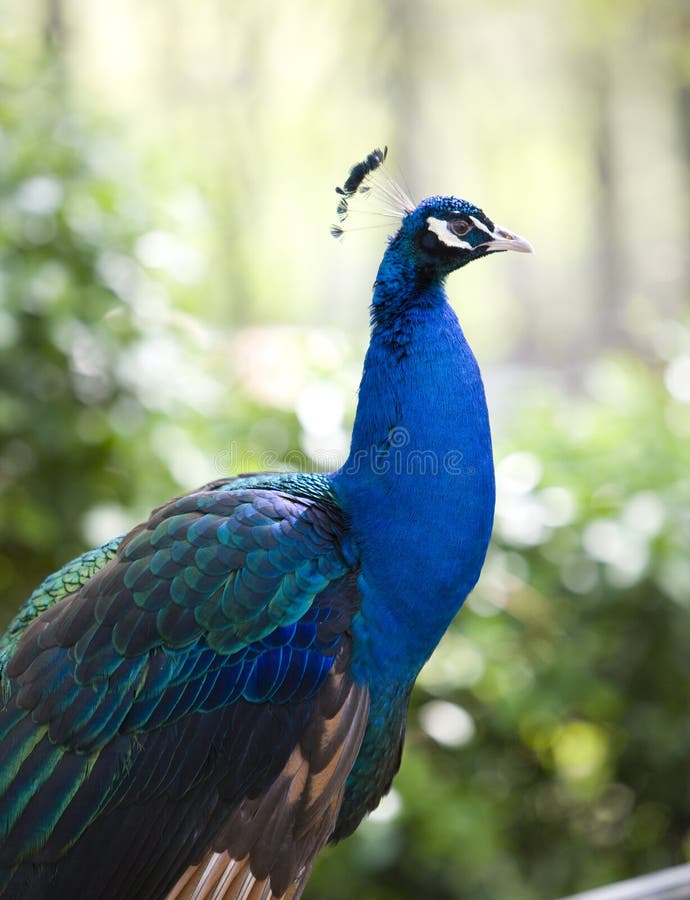 Peacock