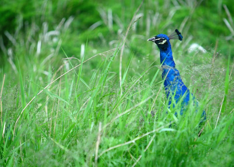 853 Golden Peacock Feather Stock Photos Free & RoyaltyFree Stock