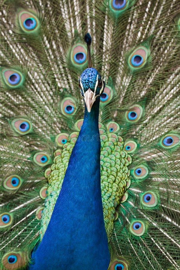 Peacock displays his tail feathers at Funchal Botanical Gardens, Madeira