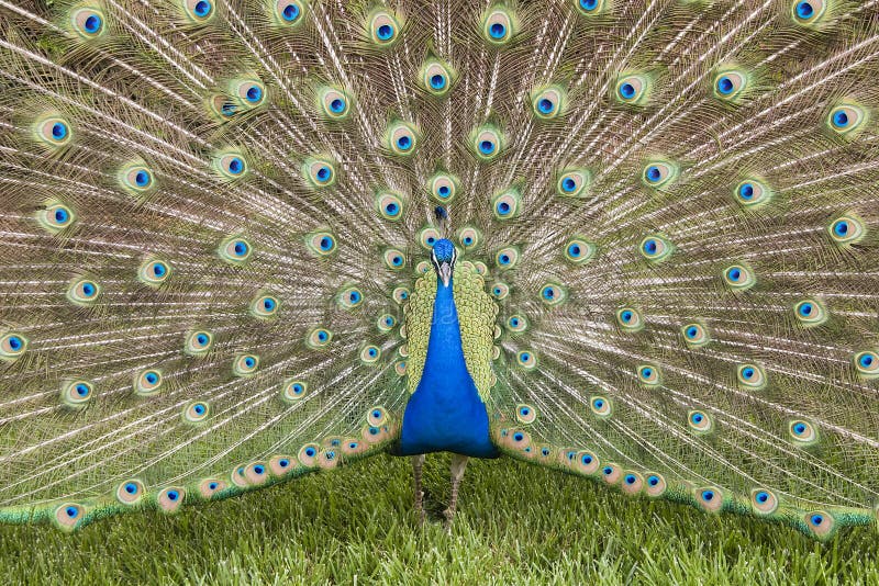 Peacock in Full Display