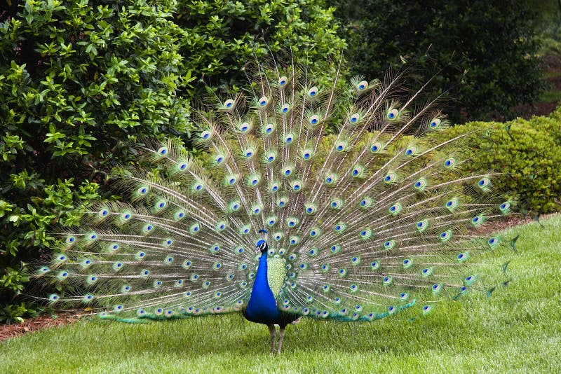 Peacock in Full Display