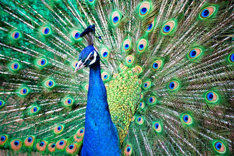 75,411 Peacock Stock Photos - Free & Royalty-Free Stock Photos from  Dreamstime