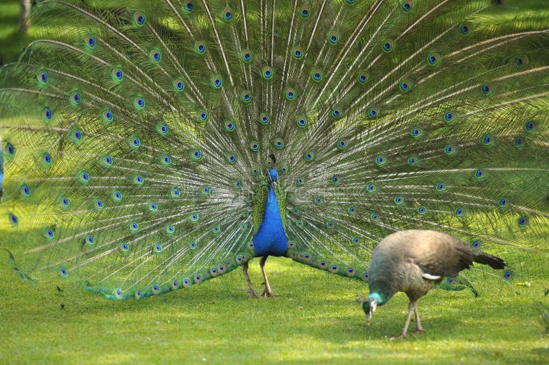 Peacock