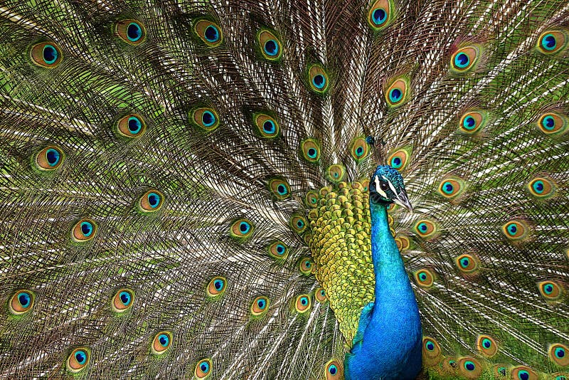 Peacock στοκ εικόνες με δικαίωμα ελεύθερης χρήσης