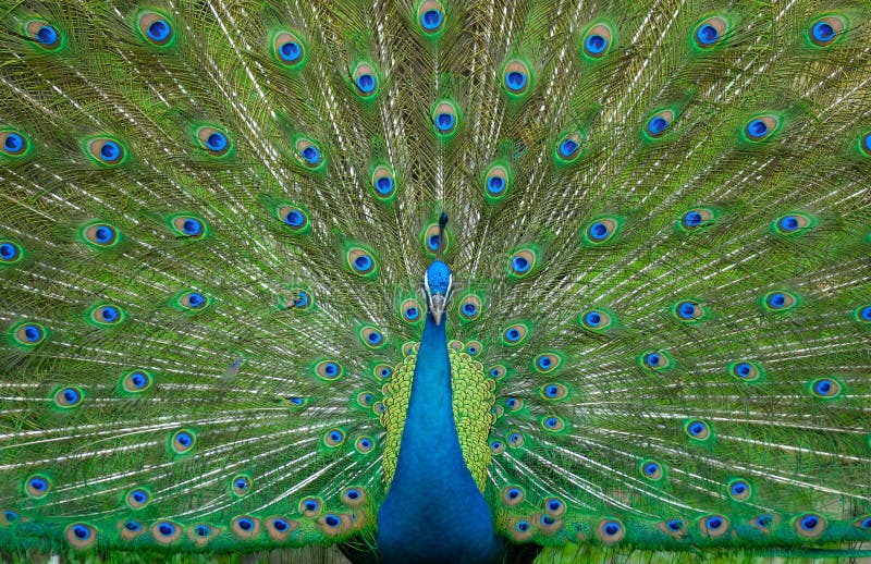 Peacock