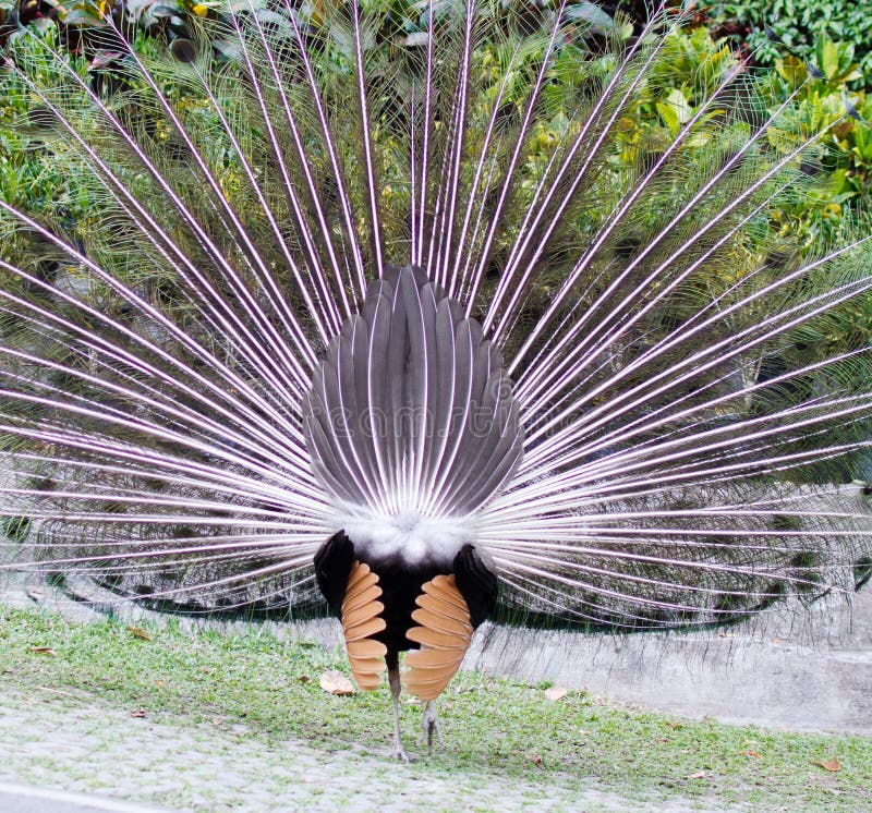 Peacock back stock photo. Image of male, traditional - 39826816