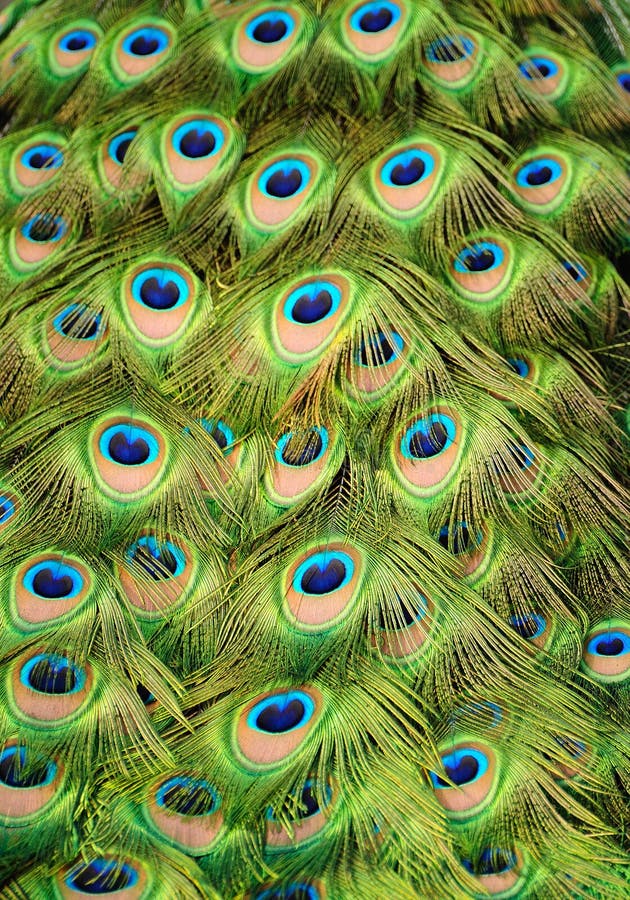 Peacock background