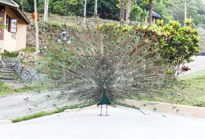 Beautiful indian peacock with fully fanned tail