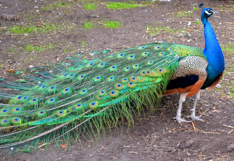 Beautiful indian peacock with fully fanned tail